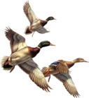 MRCA Flying Ducks - LOGO
